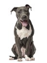 American Staffordshire Terrier puppy Royalty Free Stock Photo