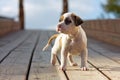 American Staffordshire terrier puppy Royalty Free Stock Photo