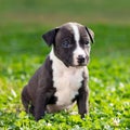 American Staffordshire terrier puppy Royalty Free Stock Photo