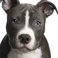 American Staffordshire terrier puppy (3 months) Royalty Free Stock Photo