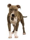 American Staffordshire terrier puppy (5 months) Royalty Free Stock Photo