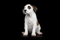 American Staffordshire Terrier puppy Royalty Free Stock Photo