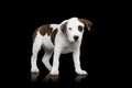 American Staffordshire Terrier puppy Royalty Free Stock Photo