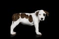 American Staffordshire Terrier puppy Royalty Free Stock Photo