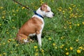 American staffordshire terrier puppy close up. Pet animals. Royalty Free Stock Photo