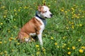 American staffordshire terrier puppy close up. Pet animals. Royalty Free Stock Photo