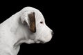 American Staffordshire Terrier puppy Royalty Free Stock Photo