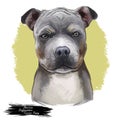 American Staffordshire Terrier Puppy isolated hand drawn digital art illustration. Amstaff medium-sized, short-coated American dog