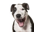 American Staffordshire Terrier puppy, 3 months old Royalty Free Stock Photo