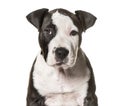 American Staffordshire Terrier puppy, 3 months old Royalty Free Stock Photo