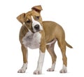 American Staffordshire Terrier puppy, 4 months old Royalty Free Stock Photo