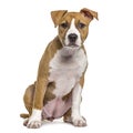 American Staffordshire Terrier puppy, 4 months old Royalty Free Stock Photo