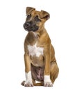 American Staffordshire Terrier puppy 4 months old Royalty Free Stock Photo