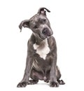 American Staffordshire Terrier puppy, 4 months old Royalty Free Stock Photo