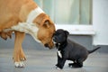 American  Staffordshire terrier puppy and mother dog Royalty Free Stock Photo