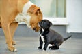 American Staffordshire  terrier puppy and mother dog Royalty Free Stock Photo