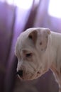 American staffordshire terrier puppy portrait