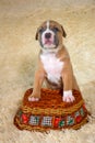 American Staffordshire terrier puppy posing