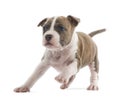 American Staffordshire Terrier Puppy running Royalty Free Stock Photo