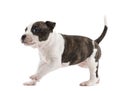 American Staffordshire Terrier Puppy running Royalty Free Stock Photo