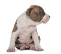 American Staffordshire Terrier Puppy sitting Royalty Free Stock Photo