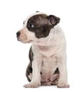 American Staffordshire Terrier Puppy sitting Royalty Free Stock Photo