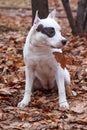 American staffordshire terrier puppy is sitting on the autumn foliage. Royalty Free Stock Photo