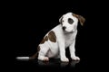 American Staffordshire Terrier puppy Royalty Free Stock Photo