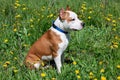 American staffordshire terrier puppy is sitting on a blooming meadow. Royalty Free Stock Photo