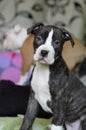 American staffordshire terrier puppy sitting