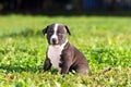 American Staffordshire terrier puppy