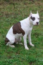 American staffordshire terrier puppy is sitting on the green grass. Royalty Free Stock Photo