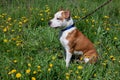 American staffordshire terrier puppy is sitting on a green meadow. Pet animals. Royalty Free Stock Photo