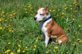 American staffordshire terrier puppy is sitting on a green meadow. Pet animals. Royalty Free Stock Photo