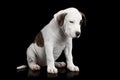 American Staffordshire Terrier puppy Royalty Free Stock Photo