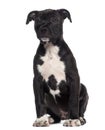 American Staffordshire Terrier puppy sitting (3 months old) Royalty Free Stock Photo