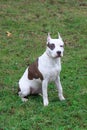 American staffordshire terrier puppy is sitting on thegreen grass.