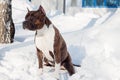 American staffordshire terrier puppy is sitting on a white snow. Ten month old. Royalty Free Stock Photo