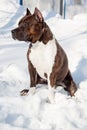 American staffordshire terrier puppy is sitting on a white snow. Ten month old. Royalty Free Stock Photo