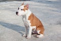 American staffordshire terrier puppy is sitting on a white snow. Three month old. Royalty Free Stock Photo