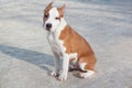 American staffordshire terrier puppy is sitting on a white snow. Three month old. Royalty Free Stock Photo