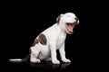 American Staffordshire Terrier puppy Royalty Free Stock Photo