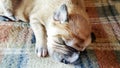 American Staffordshire Terrier, puppy sleeping on blanket Royalty Free Stock Photo