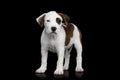 American Staffordshire Terrier puppy Royalty Free Stock Photo