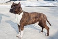American staffordshire terrier puppy is standing on a white snow. Ten month old. Royalty Free Stock Photo