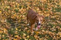 American staffordshire terrier puppy is standing on a yellow leaves in the autumn park. Pet animals. Three month old Royalty Free Stock Photo