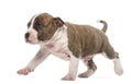 American Staffordshire Terrier Puppy walking Royalty Free Stock Photo