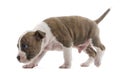American Staffordshire Terrier Puppy walking Royalty Free Stock Photo