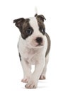 American Staffordshire Terrier Puppy walking Royalty Free Stock Photo