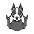 American Staffordshire Terrier. Rock gesture, Horns. Dog portrait. Staffordshire Terrier breed. Vector.